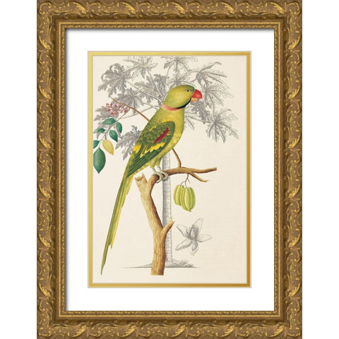 Palm/Parakeet Gold Ornate Wood Framed Art Print with Double Matting by Ehret-De Bevere