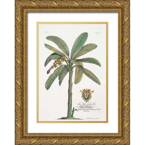 Banana Tree Gold Ornate Wood Framed Art Print with Double Matting by Ehret, Georg
