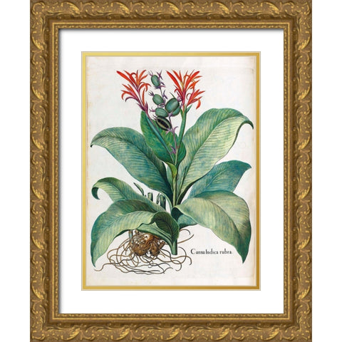 Canna Indica Gold Ornate Wood Framed Art Print with Double Matting by Besler, Basilius