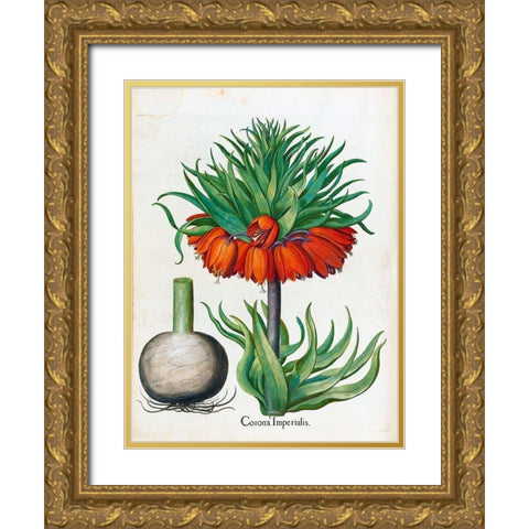 Corona Imperialis Gold Ornate Wood Framed Art Print with Double Matting by Besler, Basilius