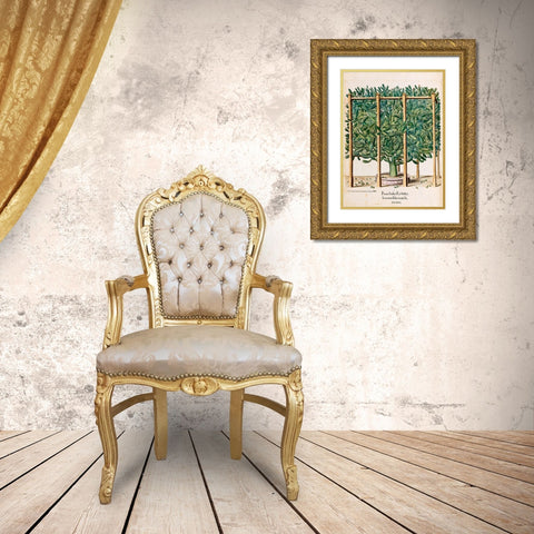 Ficus Gold Ornate Wood Framed Art Print with Double Matting by Besler, Basilius