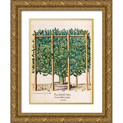 Ficus Gold Ornate Wood Framed Art Print with Double Matting by Besler, Basilius
