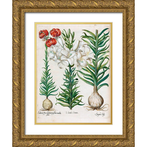Lilies Gold Ornate Wood Framed Art Print with Double Matting by Besler, Basilius