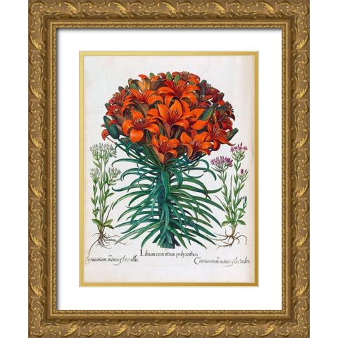 Lily, Polyanthus Gold Ornate Wood Framed Art Print with Double Matting by Besler, Basilius
