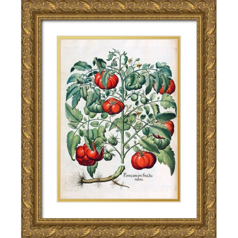 Tomato Gold Ornate Wood Framed Art Print with Double Matting by Besler, Basilius