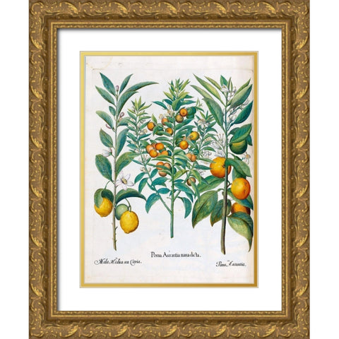 Orange, Lemons Gold Ornate Wood Framed Art Print with Double Matting by Besler, Basilius