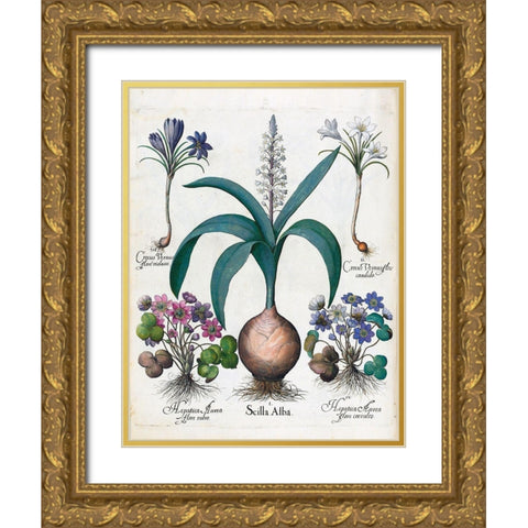 Crocus, Alba and Hepatica Gold Ornate Wood Framed Art Print with Double Matting by Besler, Basilius