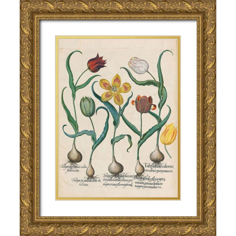 Tulips Gold Ornate Wood Framed Art Print with Double Matting by Besler, Basilius