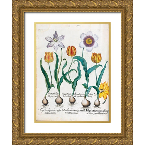 Tullips Gold Ornate Wood Framed Art Print with Double Matting by Besler, Basilius