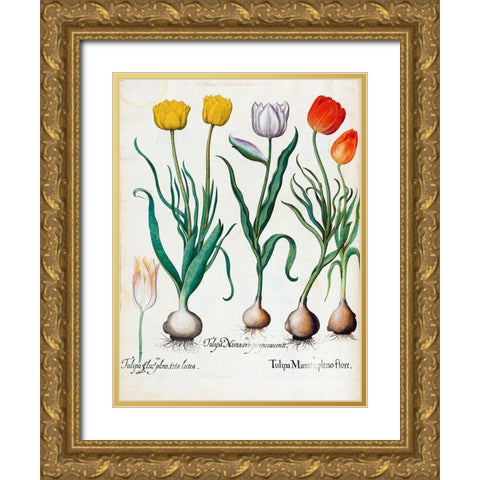 Tulips Gold Ornate Wood Framed Art Print with Double Matting by Besler, Basilius