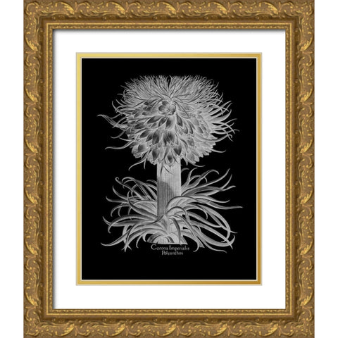 Corona Imperialis Polyanthos Gold Ornate Wood Framed Art Print with Double Matting by Besler, Basilius