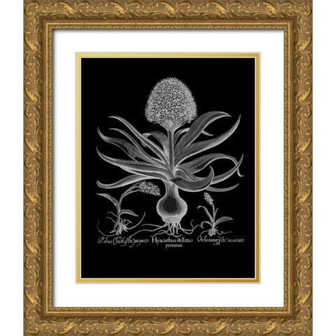 Hyacinthus Gold Ornate Wood Framed Art Print with Double Matting by Besler, Basilius