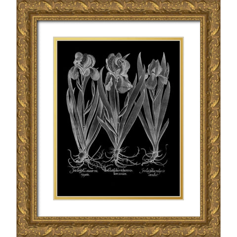 Iris Latifolia Gold Ornate Wood Framed Art Print with Double Matting by Besler, Basilius