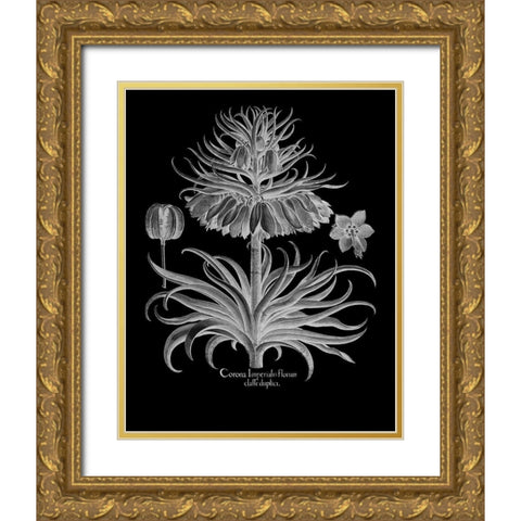 Corona Imperialis Florum Gold Ornate Wood Framed Art Print with Double Matting by Besler, Basilius