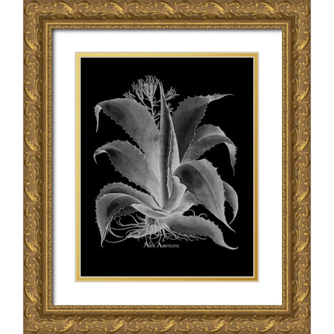 Aloe Americana Gold Ornate Wood Framed Art Print with Double Matting by Besler, Basilius