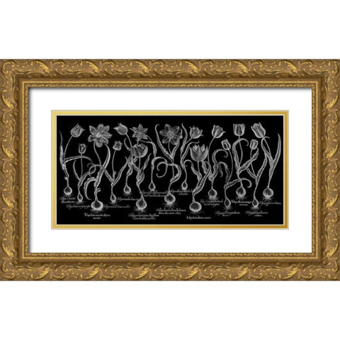 Tulipa Gold Ornate Wood Framed Art Print with Double Matting by Besler, Basilius