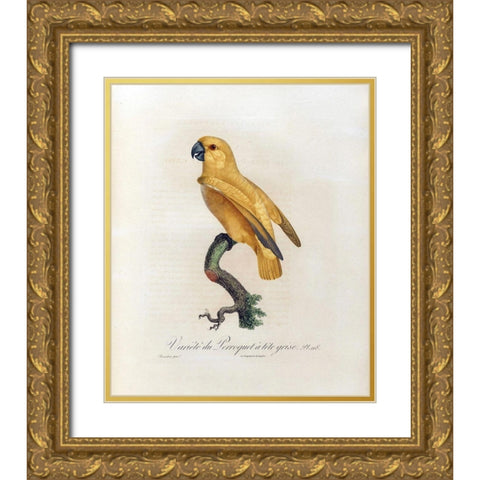 Variete du Perroquet a tete grise Gold Ornate Wood Framed Art Print with Double Matting by Barraband, Jacques