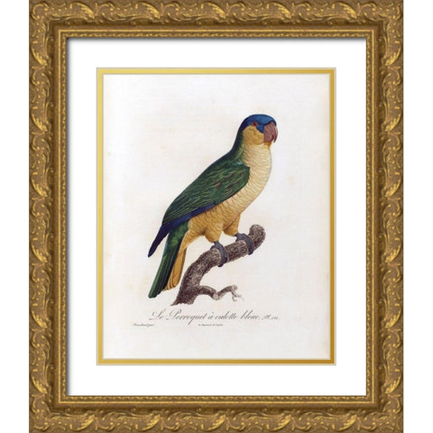 Le Perroquet a calotte bleu Gold Ornate Wood Framed Art Print with Double Matting by Barraband, Jacques