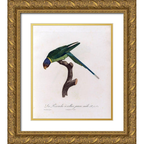 La Perruche a collier Jaune, male Gold Ornate Wood Framed Art Print with Double Matting by Barraband, Jacques