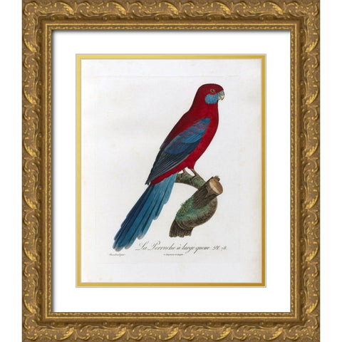 La Perruche a large queue Gold Ornate Wood Framed Art Print with Double Matting by Barraband, Jacques