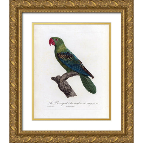 Le Perroquet a bac couleur de sang Gold Ornate Wood Framed Art Print with Double Matting by Barraband, Jacques