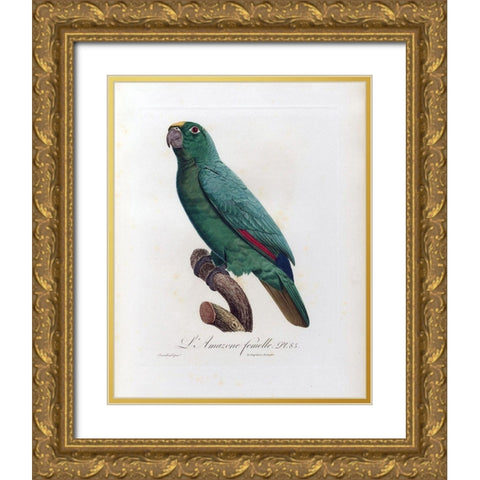 L Amazone Femelle Gold Ornate Wood Framed Art Print with Double Matting by Barraband, Jacques