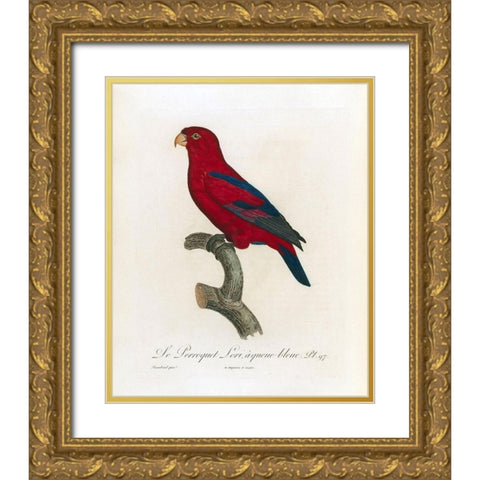 Le Perroquet Lori, a queue bleu Gold Ornate Wood Framed Art Print with Double Matting by Barraband, Jacques