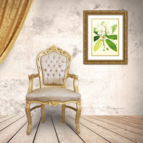 Rhododendron Aucklandii Gold Ornate Wood Framed Art Print with Double Matting by Hooker, Joseph