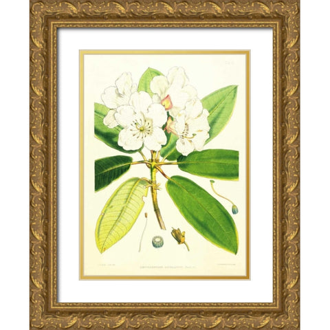 Rhododendron Aucklandii Gold Ornate Wood Framed Art Print with Double Matting by Hooker, Joseph