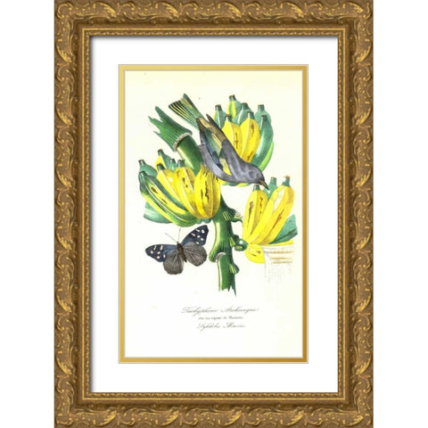 Finch on Bunch of Bananas Gold Ornate Wood Framed Art Print with Double Matting by Anonymous, 1842