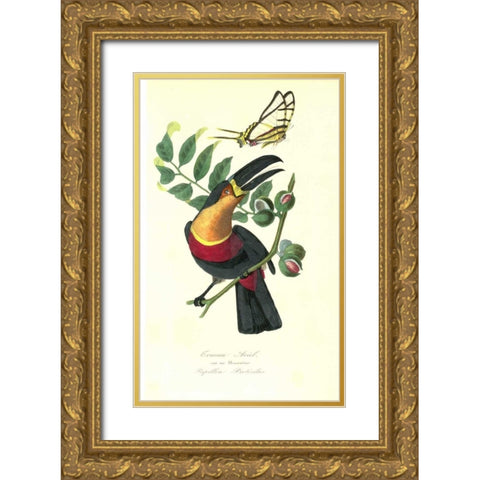 Toucan on Nutmeg Tree Gold Ornate Wood Framed Art Print with Double Matting by Anonymous, 1842