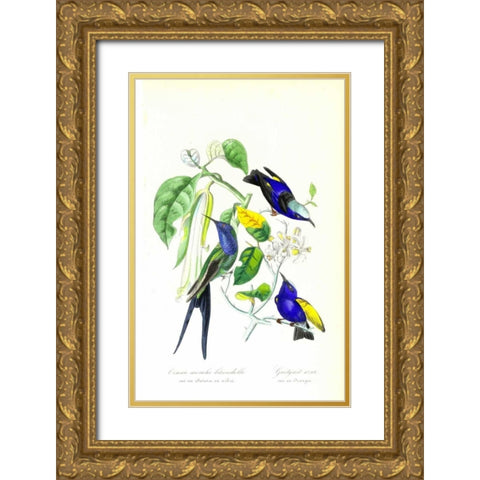 Humming Bird on Orange Tree Gold Ornate Wood Framed Art Print with Double Matting by Anonymous, 1842