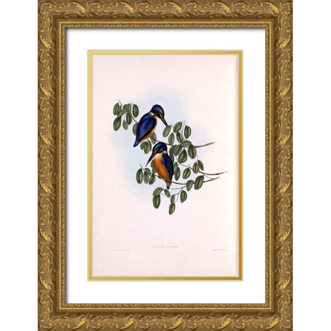 Azure Kingfisher Gold Ornate Wood Framed Art Print with Double Matting by Gould, John