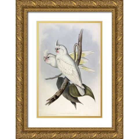 Blood stained Cockatoo Gold Ornate Wood Framed Art Print with Double Matting by Gould, John