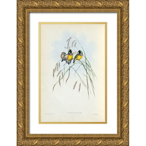 Gouldian Finch Gold Ornate Wood Framed Art Print with Double Matting by Gould, John