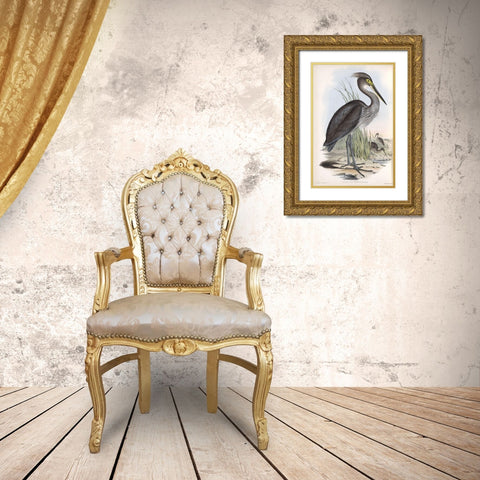Grey Billed Heron Gold Ornate Wood Framed Art Print with Double Matting by Gould, John