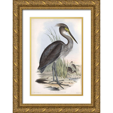 Grey Billed Heron Gold Ornate Wood Framed Art Print with Double Matting by Gould, John