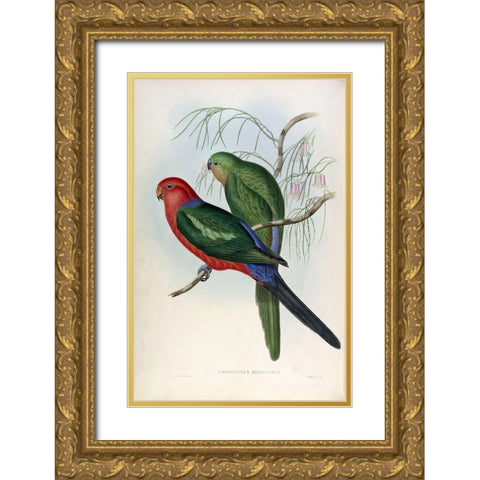 King Lory Gold Ornate Wood Framed Art Print with Double Matting by Gould, John