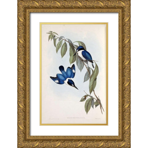 MacLeays Halcyon, Kingfisher Gold Ornate Wood Framed Art Print with Double Matting by Gould, John