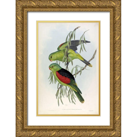 Red Winged Lory Gold Ornate Wood Framed Art Print with Double Matting by Gould, John