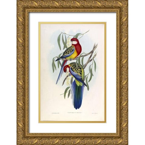 Rose Hil Parakeet Gold Ornate Wood Framed Art Print with Double Matting by Gould, John