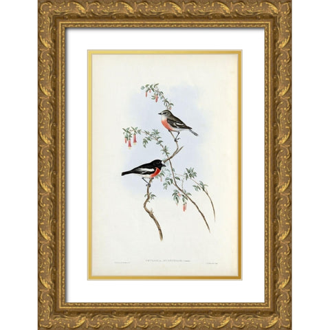 Scarlet Breasted Robin  Gold Ornate Wood Framed Art Print with Double Matting by Gould, John