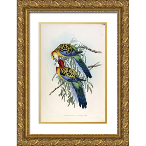 Splendid Parakeet Gold Ornate Wood Framed Art Print with Double Matting by Gould, John