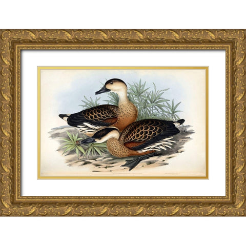 Whistling Duck Gold Ornate Wood Framed Art Print with Double Matting by Gould, John