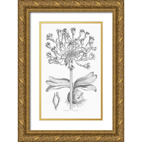 Delicate Amarylis Gold Ornate Wood Framed Art Print with Double Matting by Hill, John