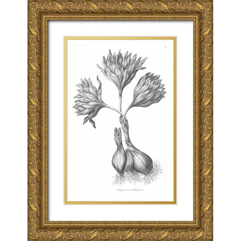 Sanguineous Colchicum Gold Ornate Wood Framed Art Print with Double Matting by Hill, John