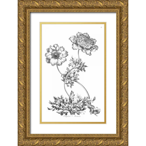 Complete Anemony Gold Ornate Wood Framed Art Print with Double Matting by Hill, John