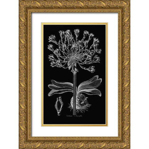 Delicate Amarylis Gold Ornate Wood Framed Art Print with Double Matting by Hill, John