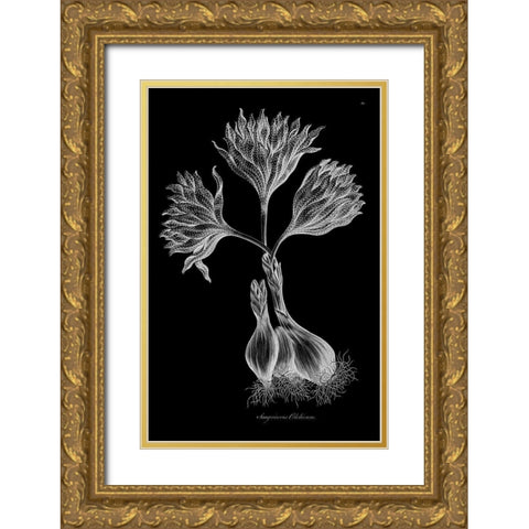 Sanguineous Colchicum Gold Ornate Wood Framed Art Print with Double Matting by Hill, John