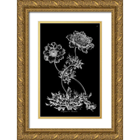 Complete Anemone Gold Ornate Wood Framed Art Print with Double Matting by Hill, John